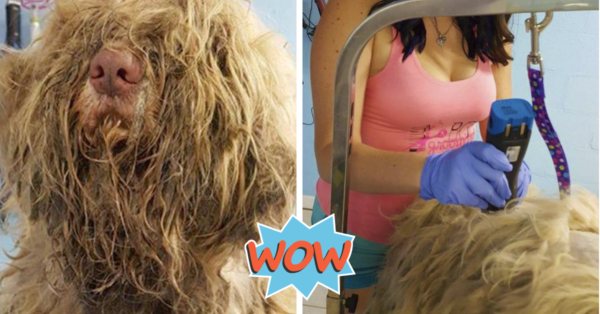 Dog Groomer Opened Shop In Middle-Of-Night To Give Stray Dog Haircut & Found Beauty Beneath Matted Fur