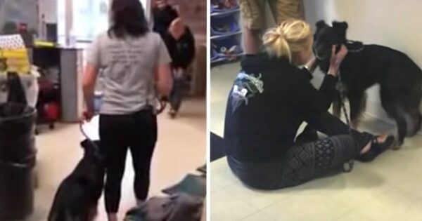 Dog Had Been On The Run For 3 Years When Finally Captured, And Mom Sees Her Again