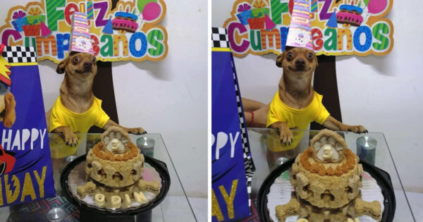 Dog Happy To See That Parents Threw Him A Party For His Birthday