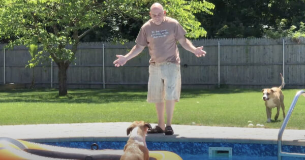 Dog Has Front Row Seat To Dad’s Pool Blunder