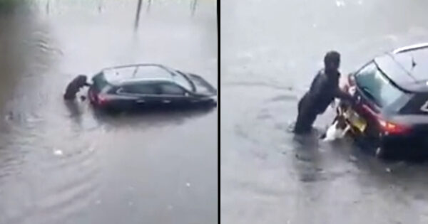 Dog Helps Push Car Out Of Flood Waters With Two Women Stuck Inside