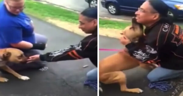 Dog Hesitates Before Recognizing Man As His Dad From 2 Years Ago