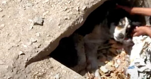 Dog Hid Away In Pain But Wagged Her Tail When Pulled From Her Safe Place
