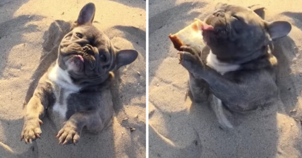 Dog Is Buried In The Sand, But He Just Got Pizza So All Is Well