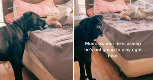 Dog Is Determined To Wake Human Brother To Play￼￼