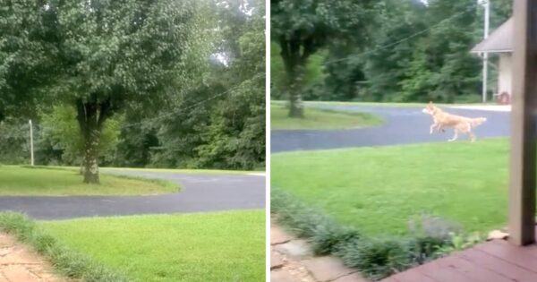 Dog Is Nowhere To Be Found When Called For, So Mom Yells Out The ‘S’ Word