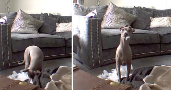 Dog Is Seen Live On Camera Tearing His Bed Apart, Freezes When Called Out
