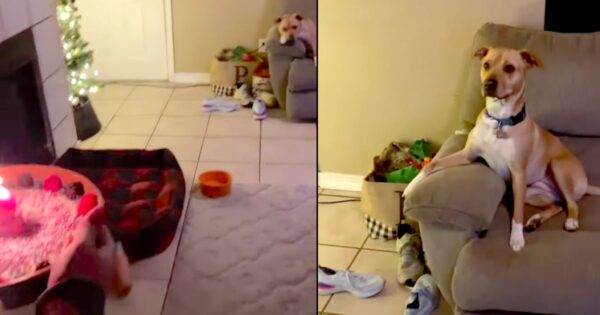 Dog Is Thrown For A Loop With Her Very Own Birthday Cake