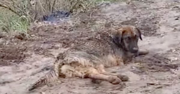 Dog Lay Helpless On A Muddy Backroad Unsure Of The World Around Him