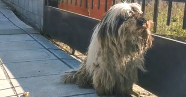 Dog Left On The Streets To Fend For Himself Looks Nothing Like He Used To