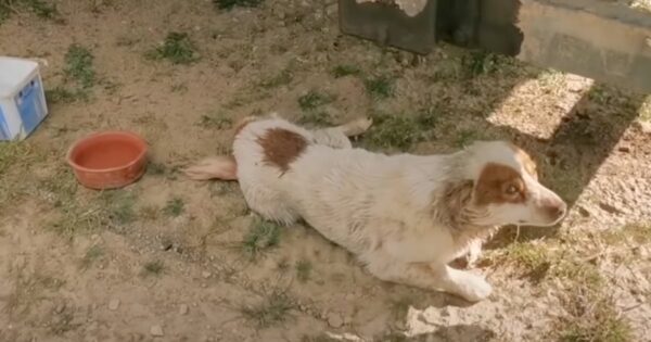 Dog Looked Up With Begging Eyes As He Couldn’t Move On His Own