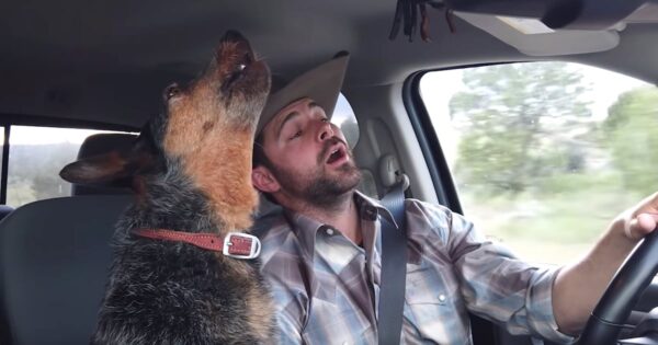 Dog Loves Country Music, But One Song Is Her Very Favorite
