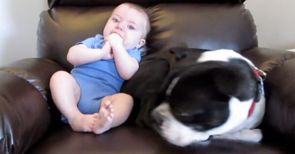 Dog Loves Sitting By His Baby Brother Until He Poops His Pants