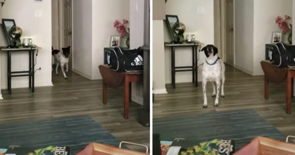 Dog Makes Singing Appearance When He Hears Favorite Song On TV