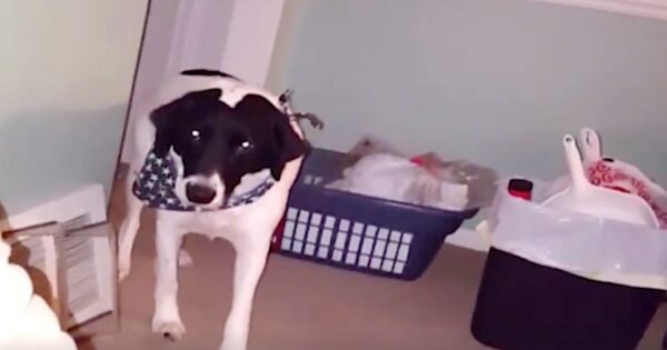 Dog Moonwalks Out Of The Room When Dad Proposes The Question