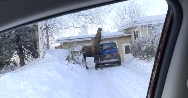 Dog Not A Fan Of The Unique Animal Hanging Out In The Driveway