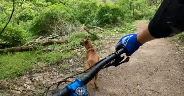 Dog Out On A Mountain Bike Ride With Dad Hears Meowing Coming From A Tree