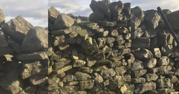 Dog Out On A Walk Sees Someone Stuck In A Wall, Refuses To Leave