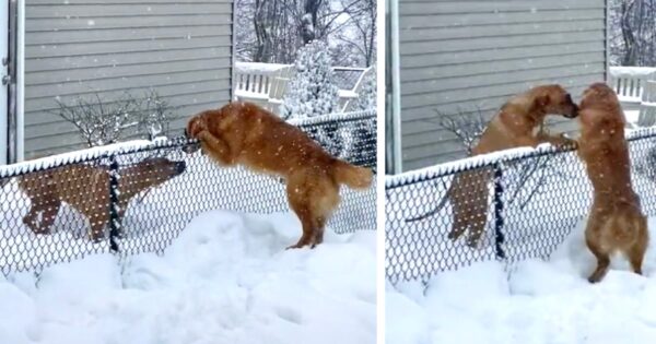 Dog Overcomes Her Fear Of The Snow To Take Back A Sweet Morning Routine