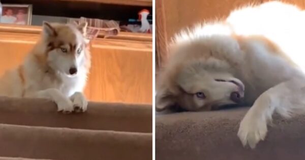 Dog Protests When Her Owner Tries Leaving For Work Every Day