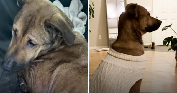 Dog Rescued From Euthanasia List Just Stared At The Wall In Her New Home