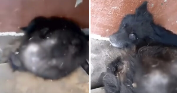 Dog Runs Away From Owner After 15 Years On A Chain