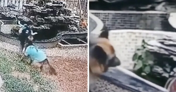 Dog Saves Kid From Potential Drowning Then Retrieves The Ball Himself