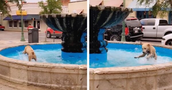 Dog Seen Having A Blast In A Water Fountain He Claimed All To Himself