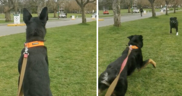 Dog Sees Another Approaching In The Distance, Realizes She Knows Him