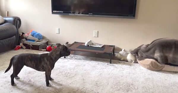 Dog Sees Someone Sleeping In Her Bed And Investigates