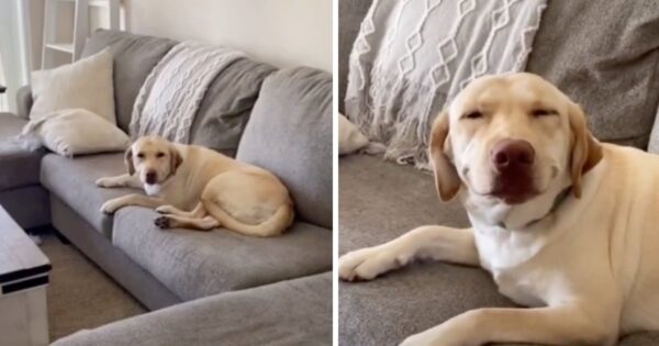 Dog Smiles When Confronted By Mom About The Mess He Just Made