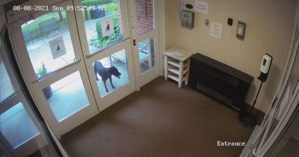 Dog Sneaks Off To Mom’s Work Thinking She Forgot Her At Home