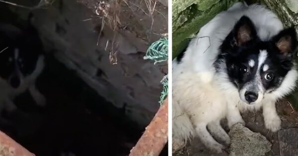Dog Spent All Night In A Manhole Before Melting Into Her Rescuer’s Arms