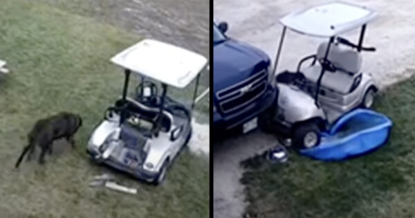Dog Steals The Golf Cart And Crashes It Into The Family’s Truck