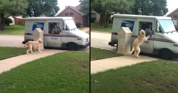 Dog Takes A Rose Over To The Postal Worker In Exchange For The Mail