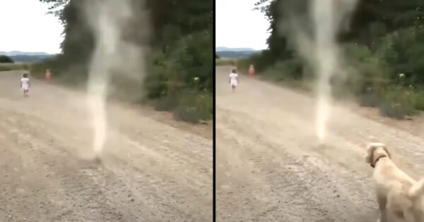 Dog Takes On Nature And Stops Tornado Before It Can Form