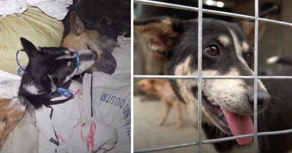 Dog Tethered And Tied In A Bag Ends Up Giving Birth To Five Puppies