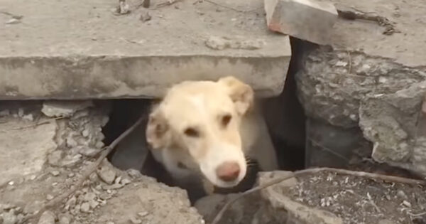 Dog Trapped Under A Manhole Cover Seemed Injured And Homesick
