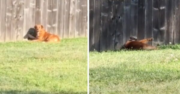 Dog Uses A Hole In The Fence To Make A New Friend
