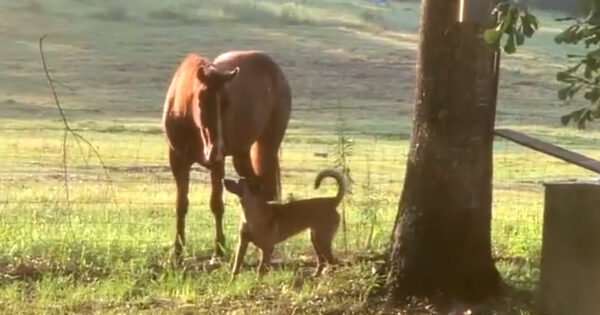 Dog Ventures Out To Meet The Horse For The First Time, Curiosity Ensues