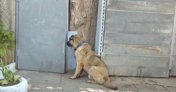Dog Waits By Gate After Being Kicked Out Of Home For Not Barking