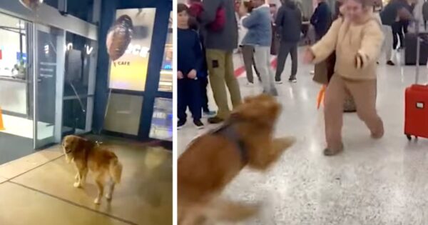 Dog Waits Patiently To See Mom Again, And The Reunion Is Worth It