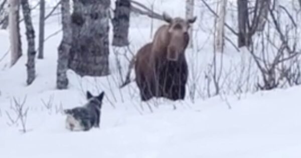 Dog Wants To Make A New Friend, But The Feeling Isn’t Mutual