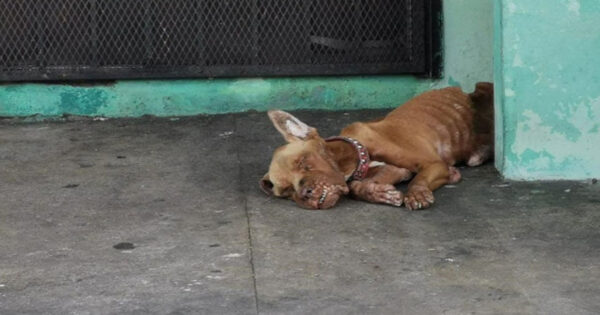 Dog Was Abandoned At A Gas Station Where He Was Ignored By All