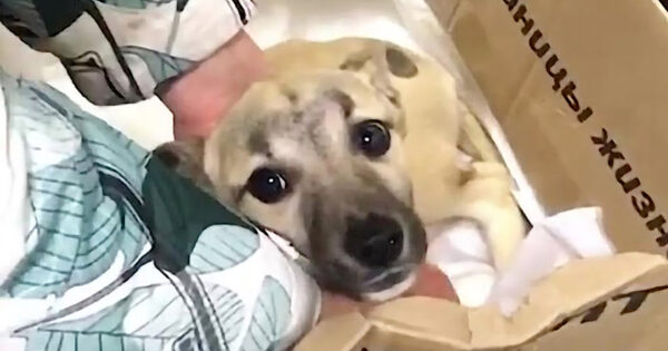 Dog Was Abandoned In The Dump In A Box All Because She Was Hurt