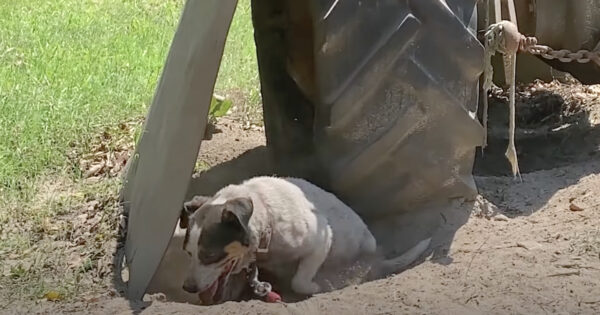 Dog Was Already Kept Chained Out With Bug-Infested Food, Then Her Owner Died