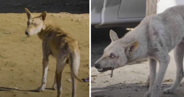 Dog Was Kicked Out, And He Hung Around The Gate In Case They Changed Their Mind