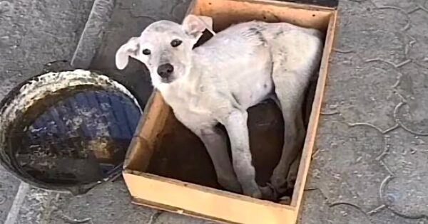 Dog Was Left Unable To Move On The Side Of The Road In A Bin