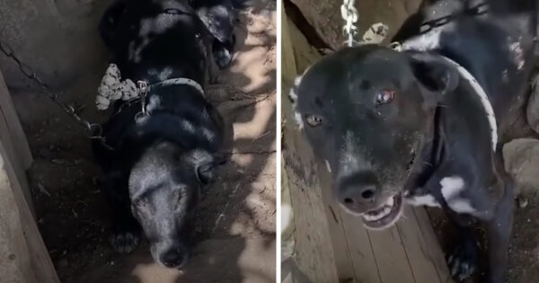 Dog Was Tethered To A Tree On A Stuck Chain And Couldn’t Reach His Dirty Water