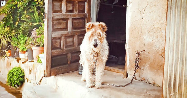 Dog Was Tied To A Wall In A Yard Full Of Junk And Never Given A Name